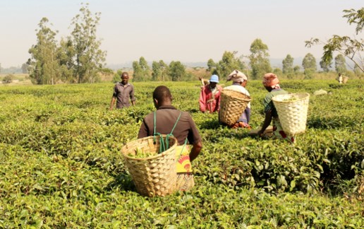 Tea workers