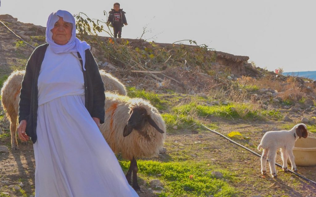 Woman and livestock