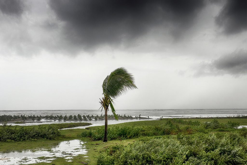 tree bending in storm